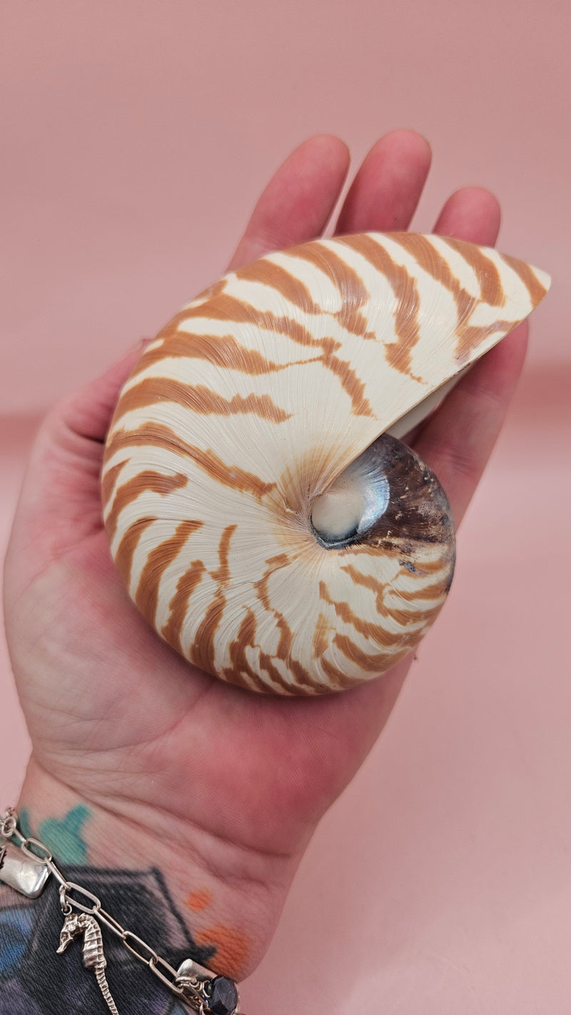 4-inch natural nautilus shell with smooth spiral pattern and creamy pearlescent finish.