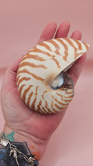 4-inch natural nautilus shell with smooth spiral pattern and creamy pearlescent finish.