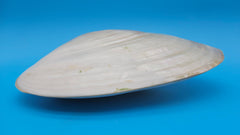  Fused Rainbow Cebu clam shell with polished iridescent surface and pastel pearl tones on blue background