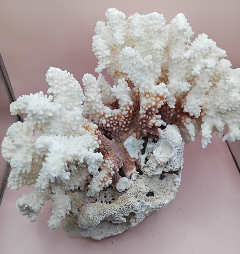 Vintage Brownstem and Brain Coral fusion – 12 x 8 x 9.5 inches rare coastal marine decor