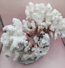 Vintage Brownstem and Brain Coral fusion – 12 x 8 x 9.5 inches rare coastal marine decor