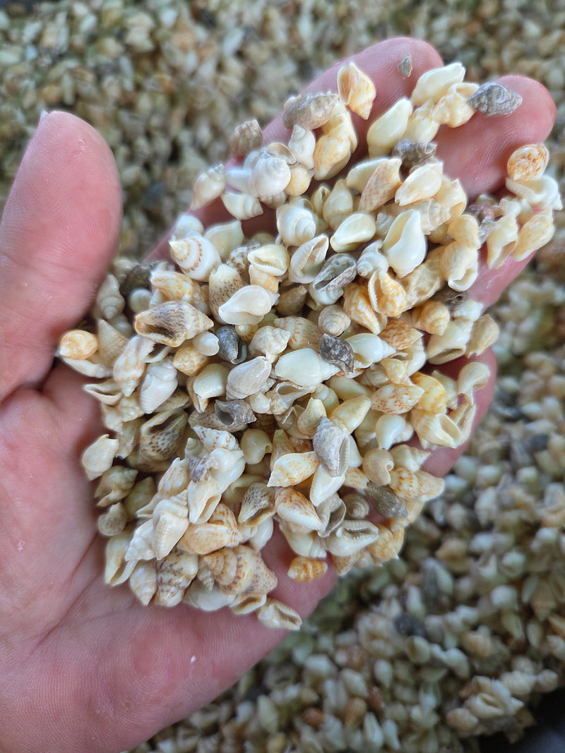 Mini Nassa Shell Mix