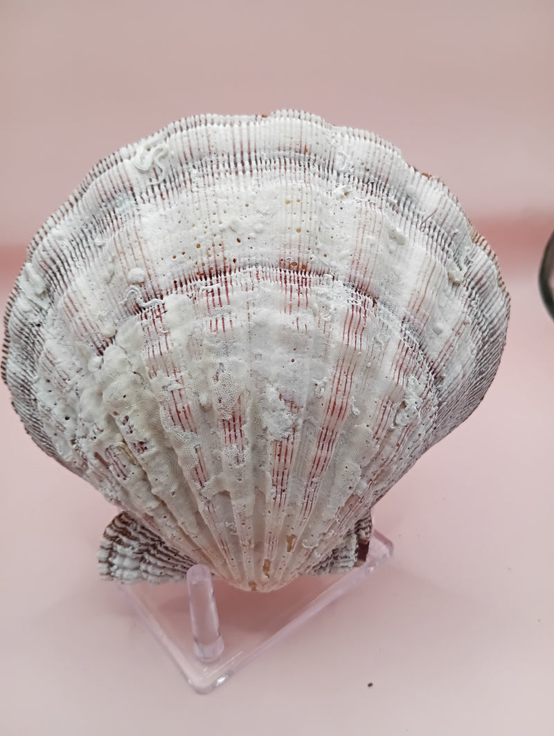 Barnacle-encrusted Lion's Paw seashell pair, 5.9x5.3 inches – natural marine texture
