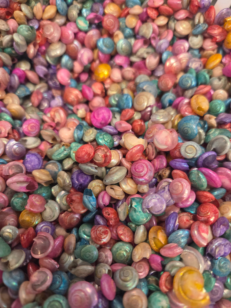 Bulk Dyed Pastel Umbonium Shells – Button Snail Craft Shells for DIY & Decor