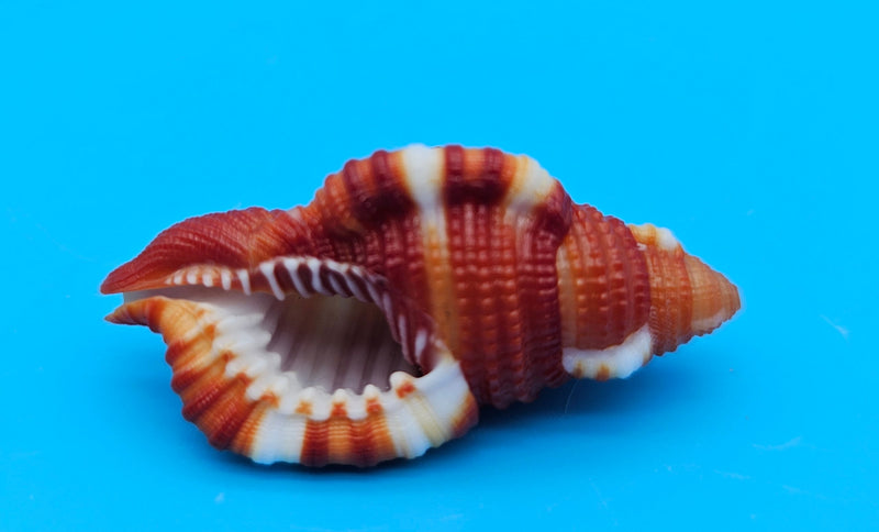  1.5-inch Red Breasted Triton shell in red-orange with white bands for coastal décor display