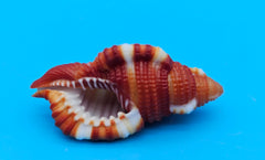  1.5-inch Red Breasted Triton shell in red-orange with white bands for coastal décor display