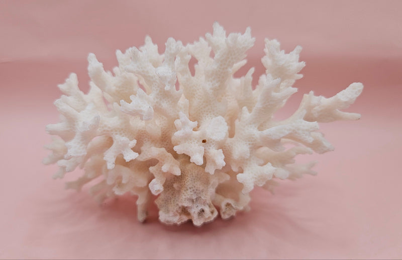 vintage white table coral specimen with flattened branches on pink background