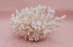 vintage white table coral specimen with flattened branches on pink background