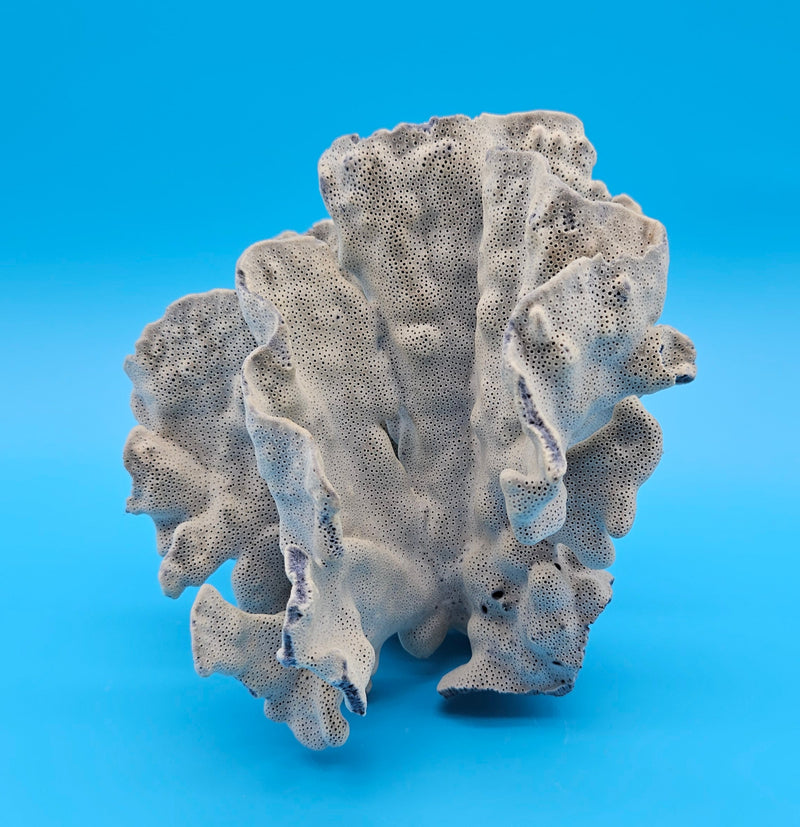 Rosette-shaped Blue Ridge Coral with layered ridges and porous texture on blue background