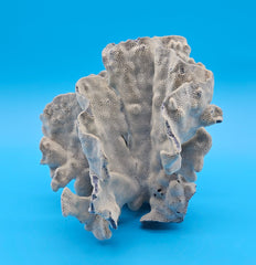 Rosette-shaped Blue Ridge Coral with layered ridges and porous texture on blue background