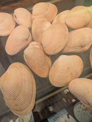 Paphia amanilis Lovely Venus Clam