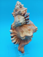 Perry Triton Cymatium 5.9