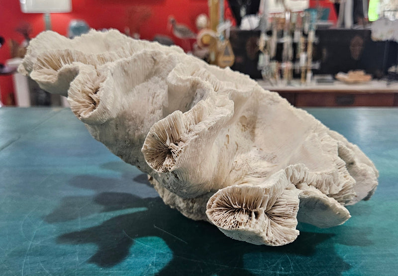 large vintage white open brain coral specimen with radial pattern 