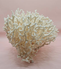Vintage Birdsnest coral specimen with dense white branching