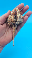  Bill Snipe shell with long tapered siphonal canal and dark brown ridges on a light cream base, placed on blue background