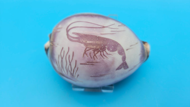 Trio of carved cowrie shells with dolphin, seahorse, and shrimp designs on glossy purple-toned surfaces, displayed on clear stands