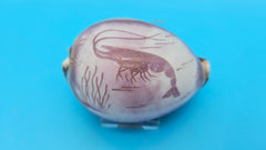 Trio of carved cowrie shells with dolphin, seahorse, and shrimp designs on glossy purple-toned surfaces, displayed on clear stands