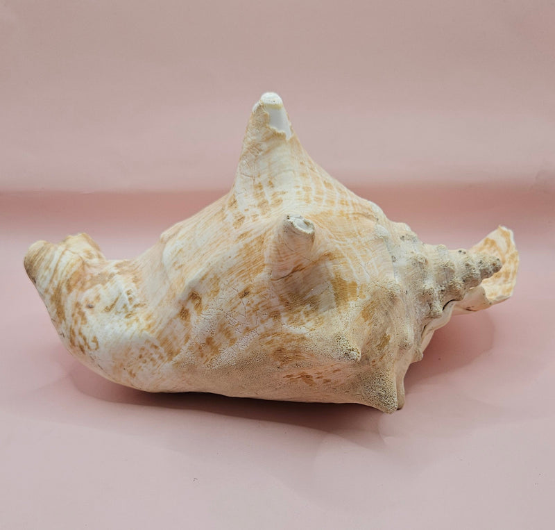 Large Atlantic conch shell with natural peach and white tones on pink background, ideal for coastal decor