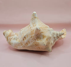 Large Atlantic conch shell with natural peach and white tones on pink background, ideal for coastal decor