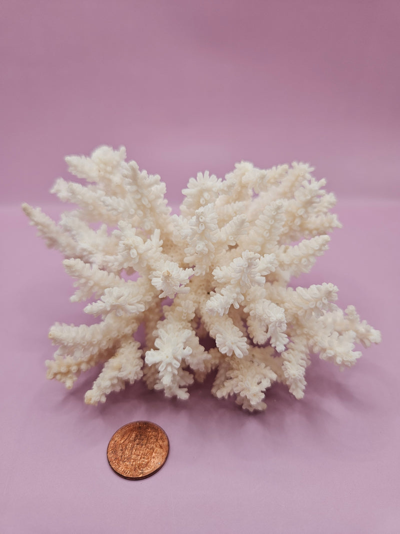 Table Coral ACROPORA LATISTELLA 5"