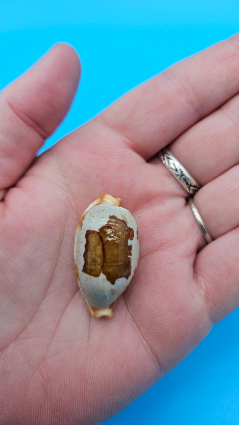 Stolid Cowrie - Bistolida stolida Cowrie – 1.4" Small Glossy Display Shell