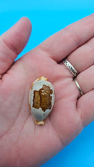Stolid Cowrie - Bistolida stolida Cowrie – 1.4