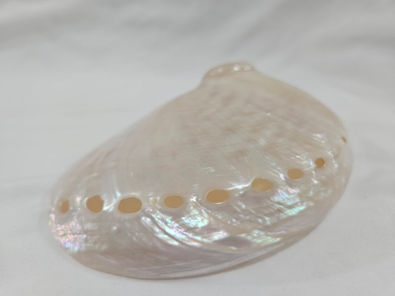 Pearl Abalone Shell 5.25"