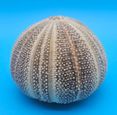English Channel urchin shell 5x4 brown and cream textured sea shell for coastal display
