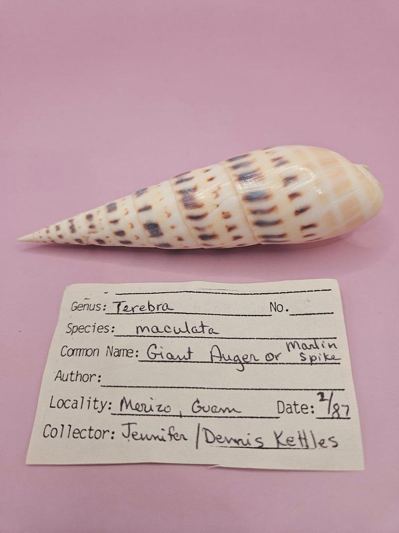 Marlin Spike shell, elongated shell with patterns, 4-inch sea shell, detailed coastal shell decor, collectible marine shell