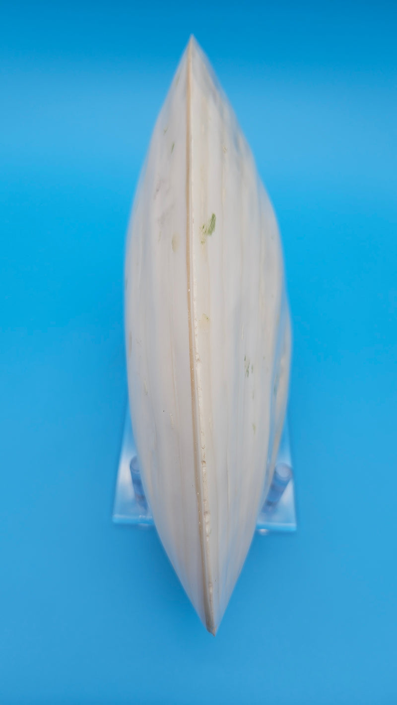  Fused Rainbow Cebu clam shell with polished iridescent surface and pastel pearl tones on blue background