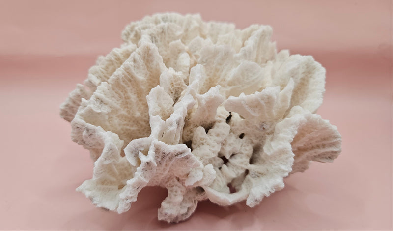 White vintage Rugosa coral fossil with radial ridges on pink background – 6.8 inch horn coral decor