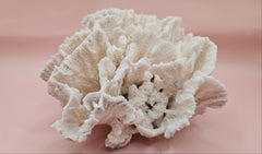 White vintage Rugosa coral fossil with radial ridges on pink background – 6.8 inch horn coral decor