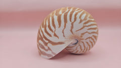 3.5-inch natural nautilus shell with smooth spiral pattern and creamy pearlescent finish.