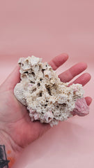 Ivory Bush Coral Mixed with Gulf of Mexico Barnacle – Oculina Varicosa 