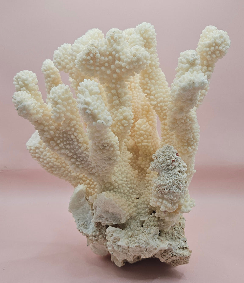 Vintage Cauliflower Coral Specimen 9" – Textured Ivory Coral Display Piece