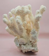 Vintage Cauliflower Coral Specimen 9