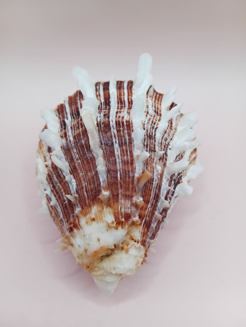 2.8" Hinged Spondylus shell with spiny ridges and cream-pink tones held in hand