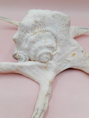 Lambis chiragra harpago shell with long curved spines and pink interior