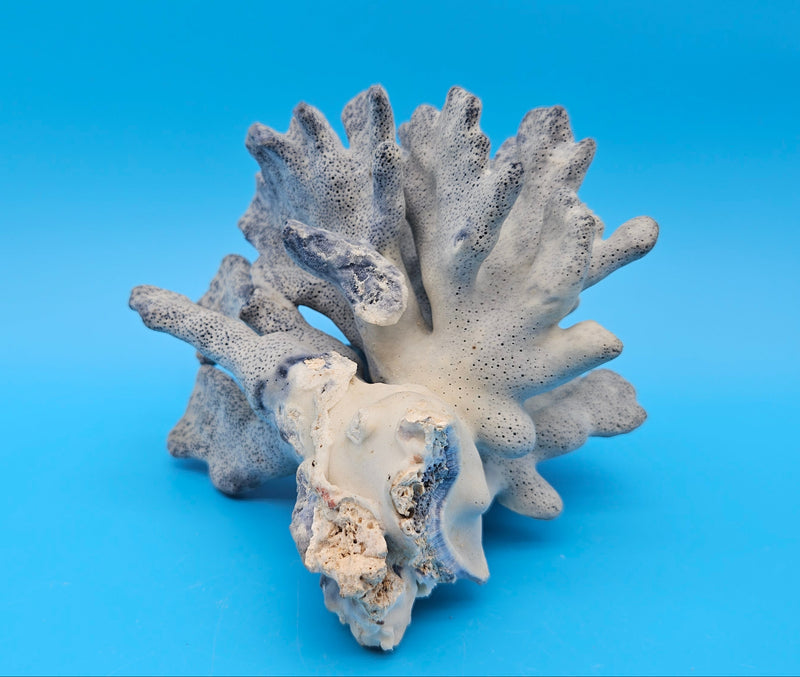 Vintage Blue Ridge Coral – 6" | Heliopora Coerulea