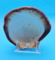 Deformed rock scallop seashell with unique shape and purple interior for coastal home décor