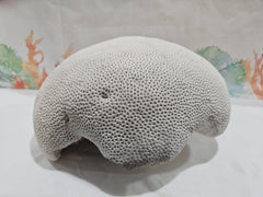 Vintage Brain Coral - 12