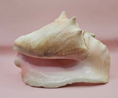Large Atlantic conch shell with natural peach and white tones on pink background, ideal for coastal decor