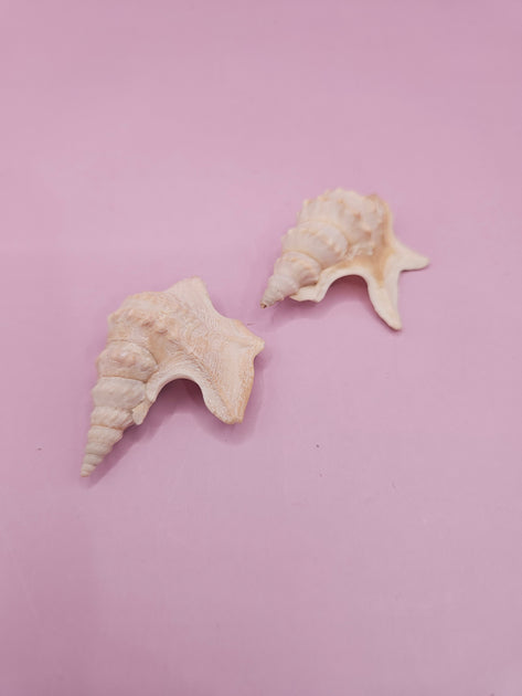 Pelican's Foot Shells – 1.5