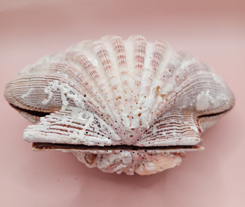 Natural Lion's Paw seashell pair, 5 by 5.3 inches, with textured barnacle accents and coastal tones