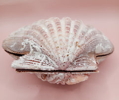 Natural Lion's Paw seashell pair, 5 by 5.3 inches, with textured barnacle accents and coastal tones