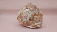 King Helmet shell showing intricate spiral and warm brown tones