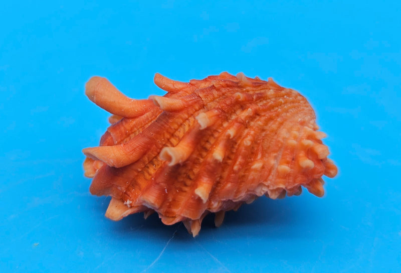 Orange Cardium cardita shell with spiny texture from Bantayan Island for coastal décor display, approx. 1.3 inches