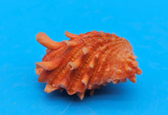 Orange Cardium cardita shell with spiny texture from Bantayan Island for coastal décor display, approx. 1.3 inches
