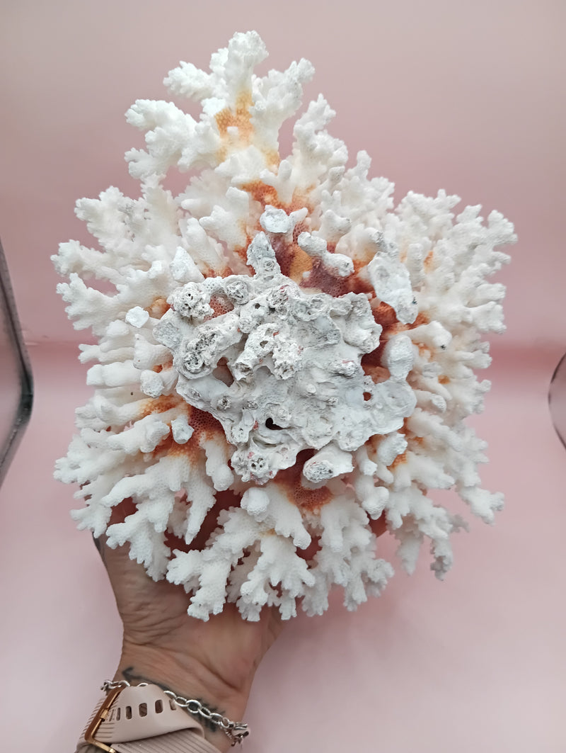 Vintage Brownstem Coral with organic branch texture – 9.5 x 8 x 4.5 inches coastal display piece