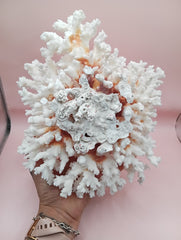 Vintage Brownstem Coral with organic branch texture – 9.5 x 8 x 4.5 inches coastal display piece